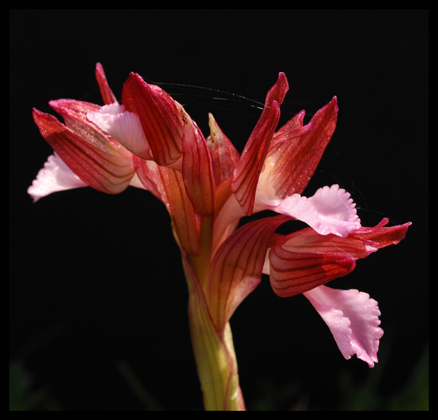 Orchidee su sfondo nero